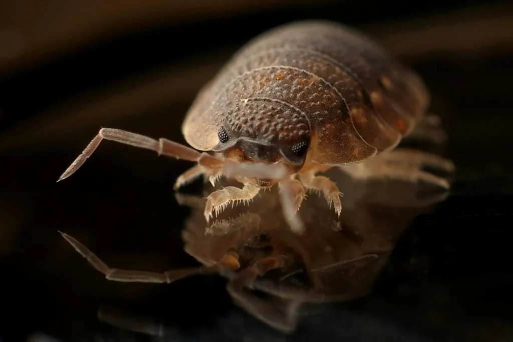 Bed-Bug-Treatment - Forest Hills Pest Control Pros | Forest Hills, NY | 914-350-6727
